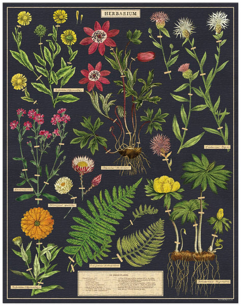 1000 Piece Vintage Herbarium Puzzle